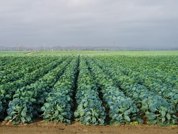 Rows of crops in a field, credit Peter Gonzalez