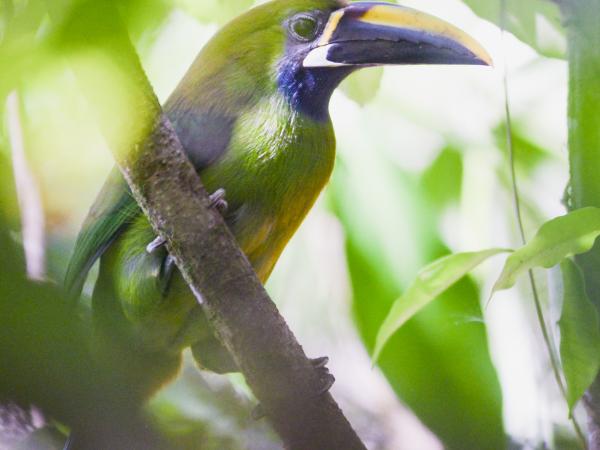 tropical bird