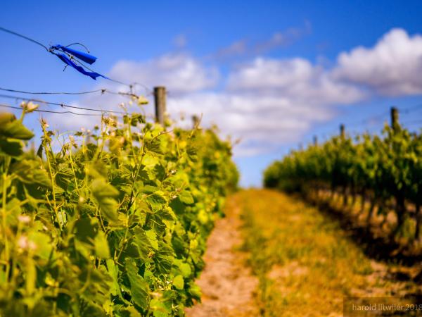 An agricultural crop growing in rows