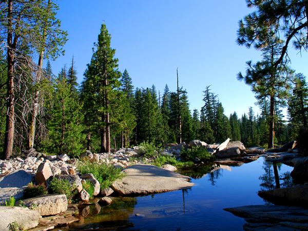 trees in a forest and mountain creek