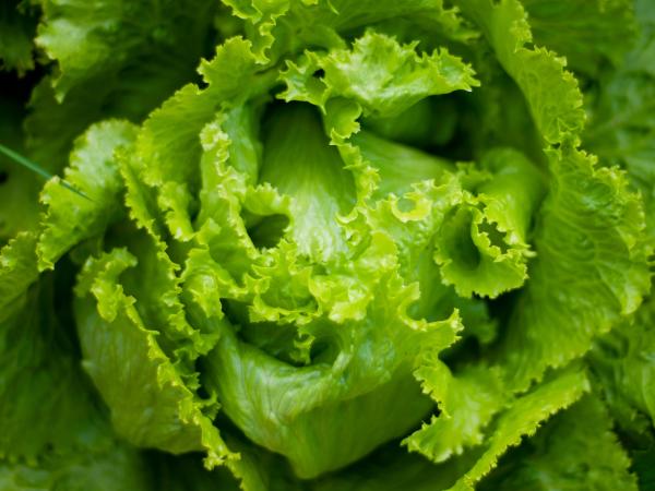 Close up on head of lettuce