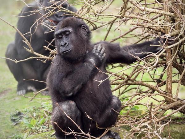 gorillas in the congo