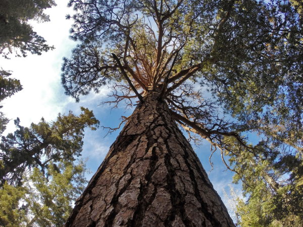 ground level view of a tall pine tree