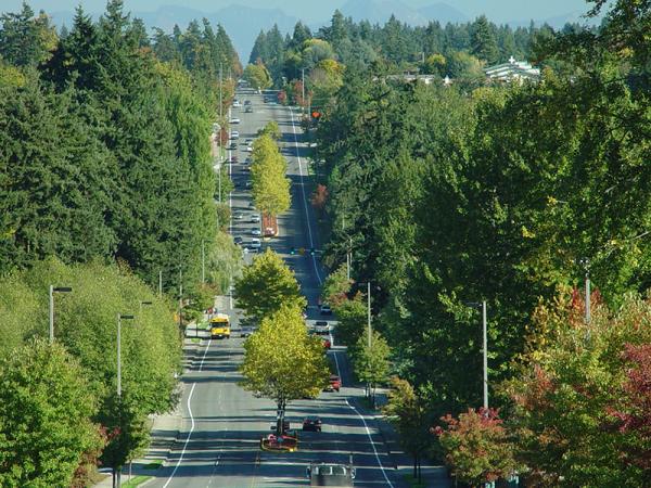 boulevard surrounded by trees