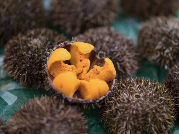 Orange roe of a sea urchin.