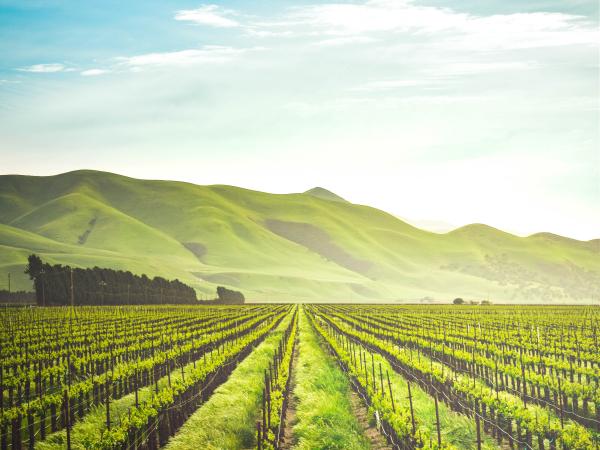 Green crop rows with a scenic backdrop of hills and sky