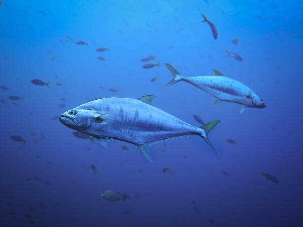 Large ocean fish