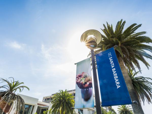 View of campus banners and palm trees looking toward sky