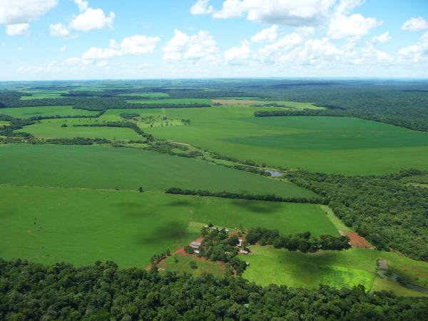 Landscape of deforested rain forest where crops are being grown