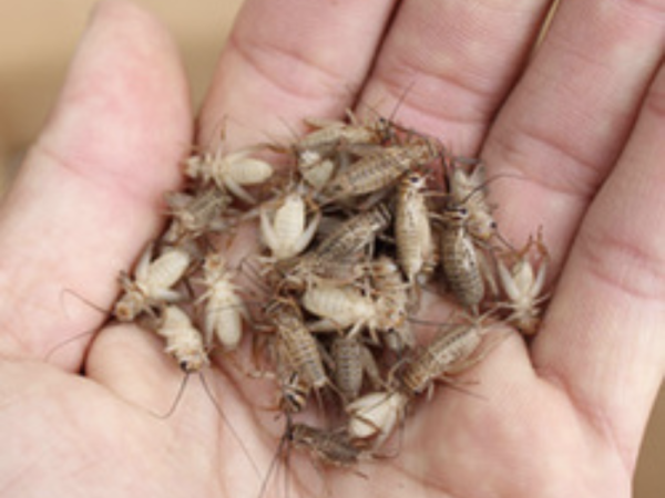 Dried crickets in palm of hand