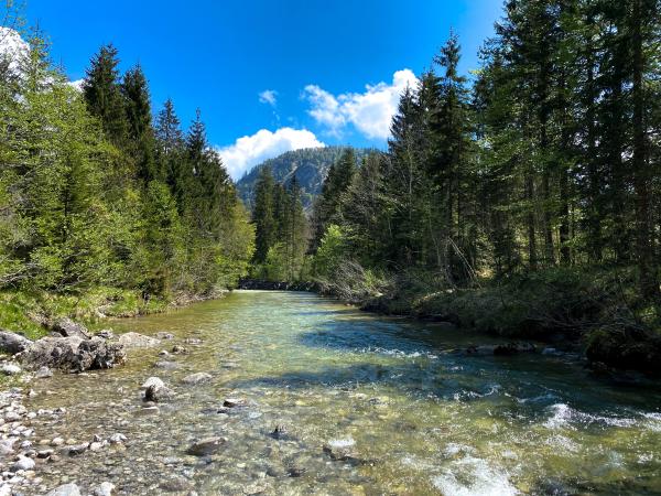 Flowing river surrounded by pines and other green scenery