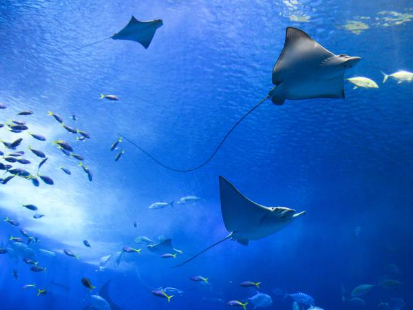 Ocean full of life, fish and manta ray