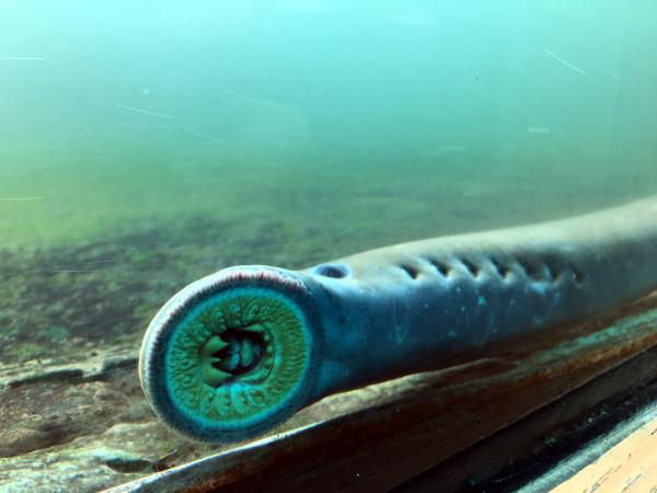 Mouth of Pacific Lamprey