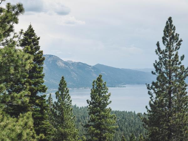 Pine trees and mountains around Lake Tahoe