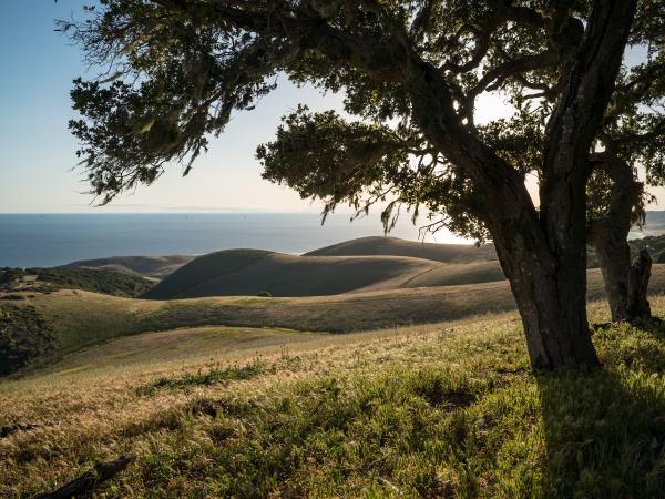 Oak tree on hillside overlooking ocean