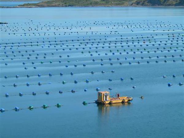 Offshore mussel farm and boat