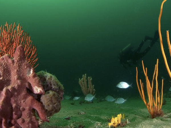 scuba diver underwater with coral reef