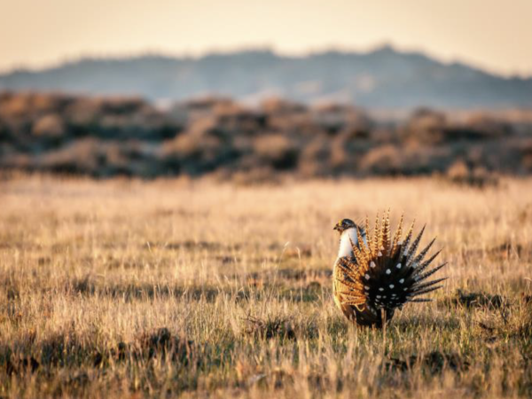 Sage grouse bird in grass field