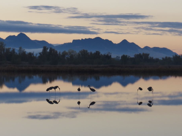 Shorebirds on shore with sunset