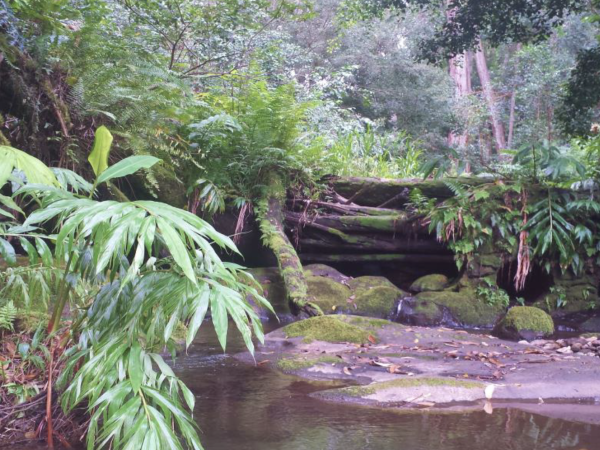 Lush tropical forest and freshwater pond