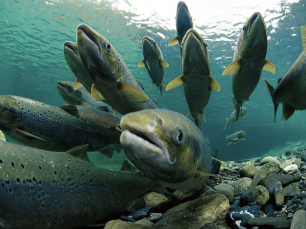 Underwater photo of salmon