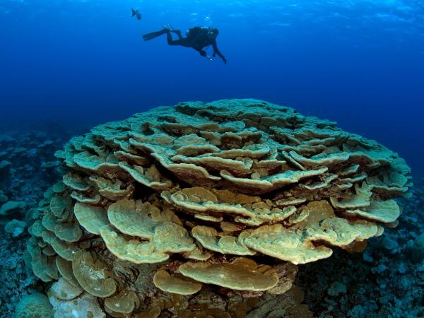 Underwater photo of coral reef