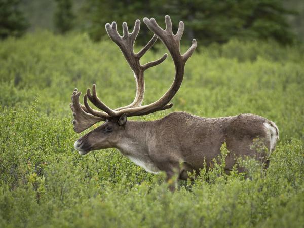 Caribou in a field