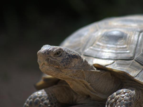 Desert tortoise