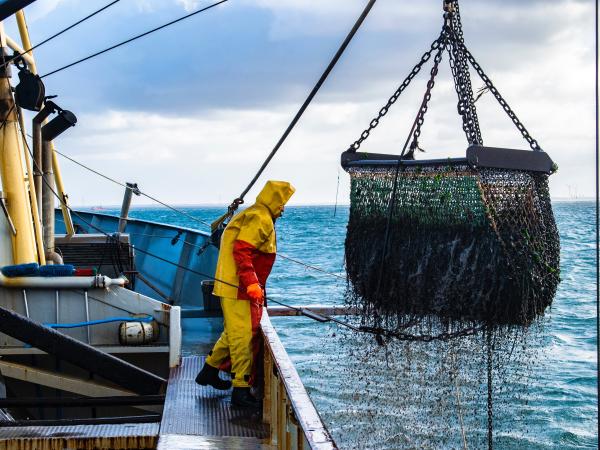 Boat hauls up net of fish