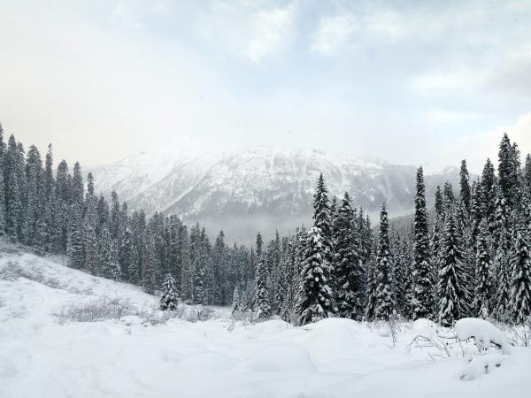 Snowy mountain and forest