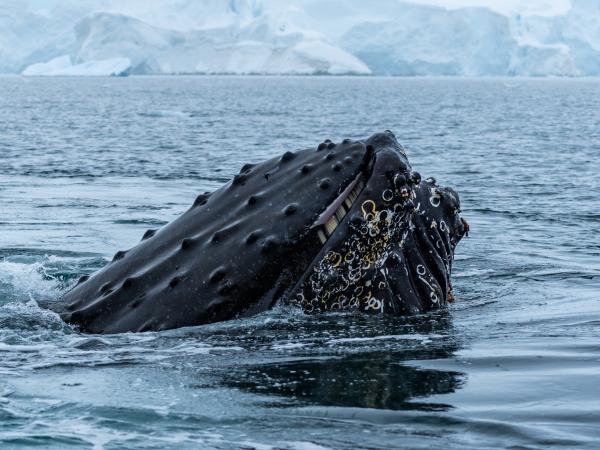 Head of a whale surfacing above water