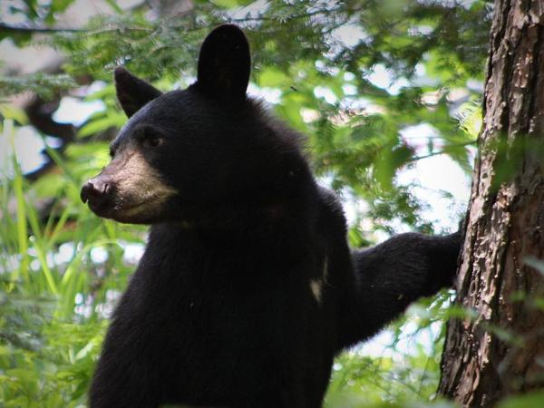 black bear