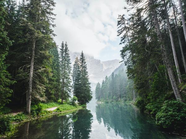 green pine forest with a river running in between the trees