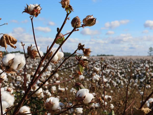 cotton growing in a field, with bright blue skies and clouds