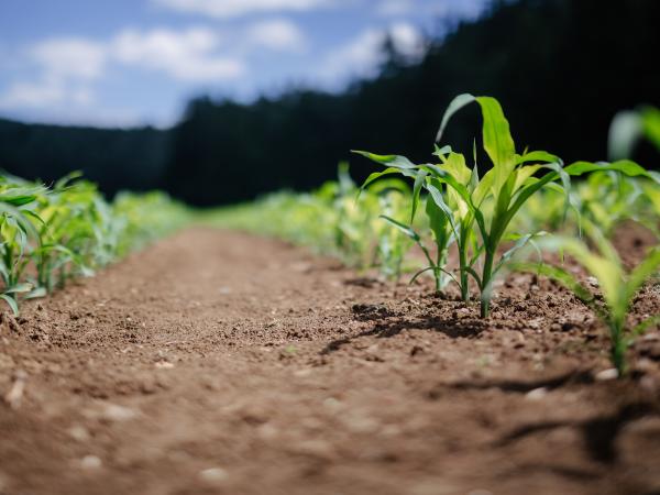 agricultural field with sprouting green crop plants