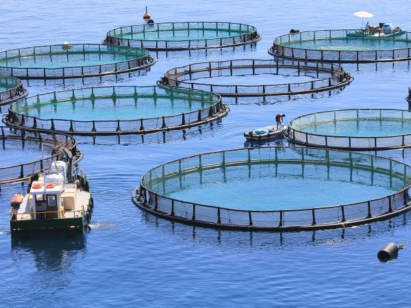Floating round aquaculture nets on ocean