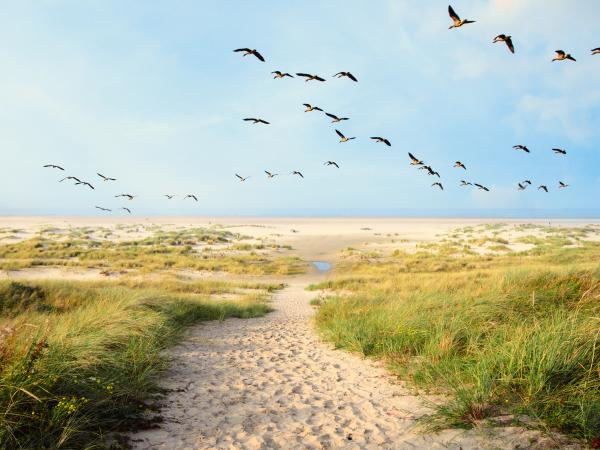 Birds fly above a sandy grassy shoreline