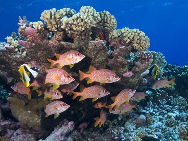 Fish swim around a coral reef underwater