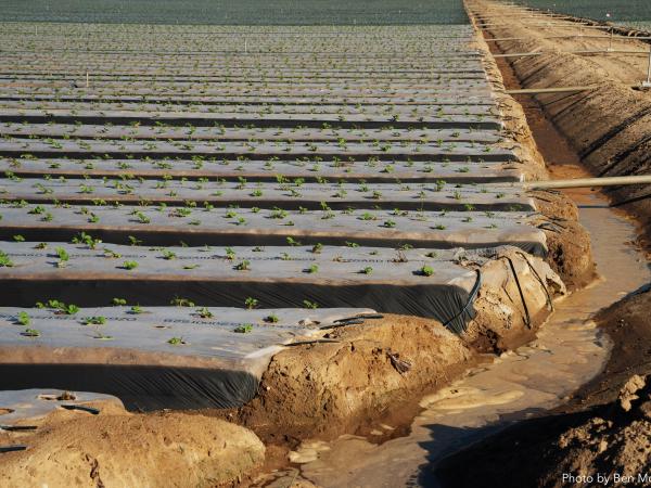 agricultural field with rows of planted strawberries crops, and rows are covers in a plastic film,