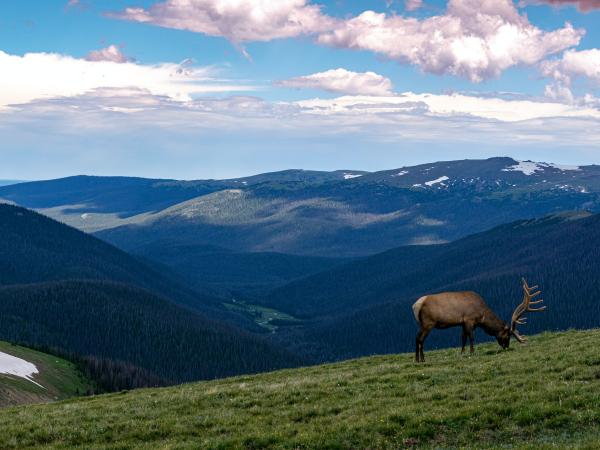 mountains with elk