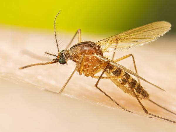Culex quinquefasciatus Adult Resting