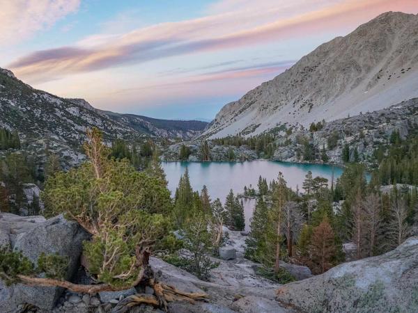 A whitebark pine growing on the rock overlooking Big Pine Creek in the Eastern Sierra Nevada.