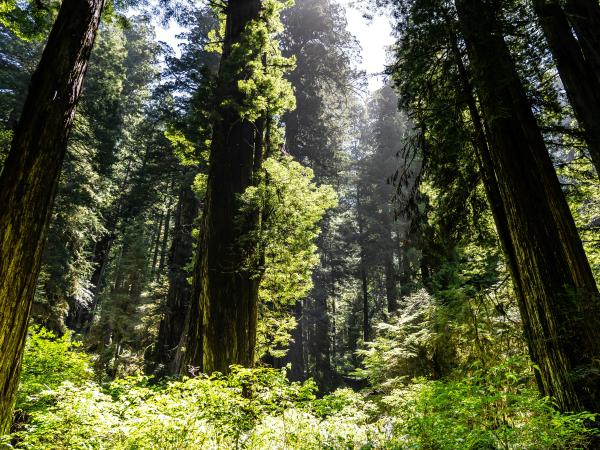 Redwood forest with tall trees and lower shrubs