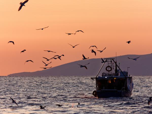 Fishing boat on the water with a sunset behind it and birds flying around the boat. 