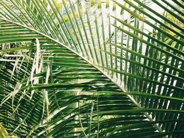 Green palm fronds 