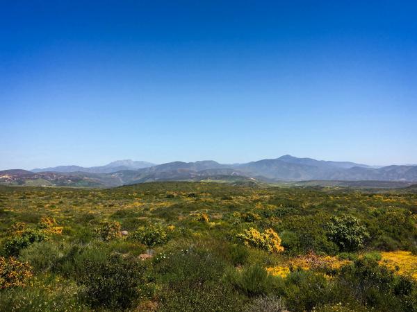 Mountains in the distance with a field of beautiful flowers and shrubs.