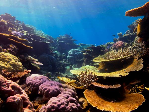 Coral reef with different colored corals. 