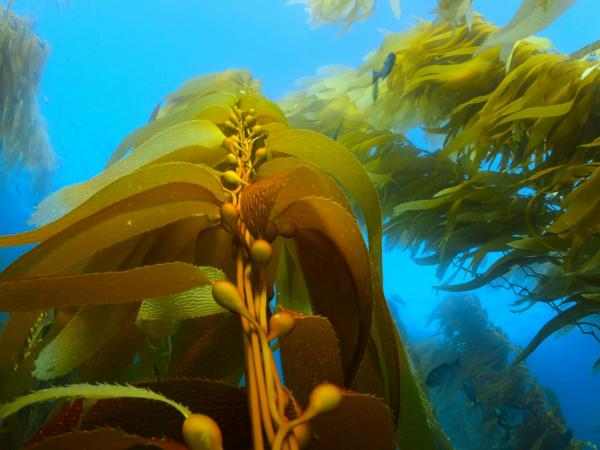 Seaweed forest surrounded by blue water