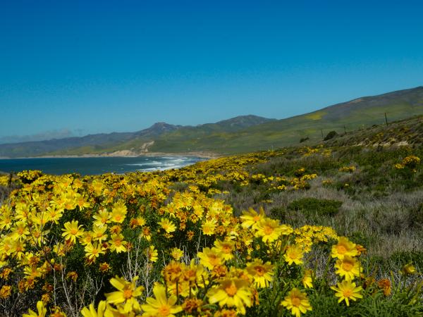 coreopsis along the California coast
