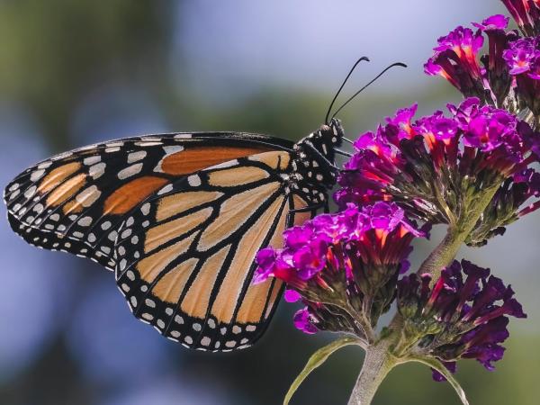 Beautiful monarch butterfly perches delicately on the vibrant petals of a purple flower